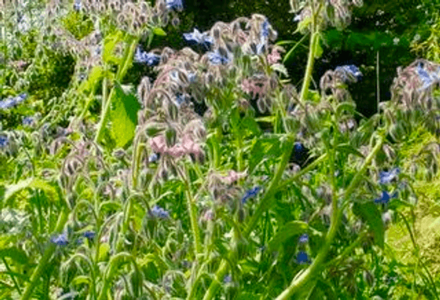 Borage, Pink & Blue 