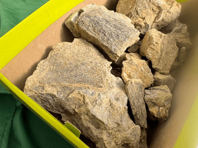 Pleiosaur vertebrae