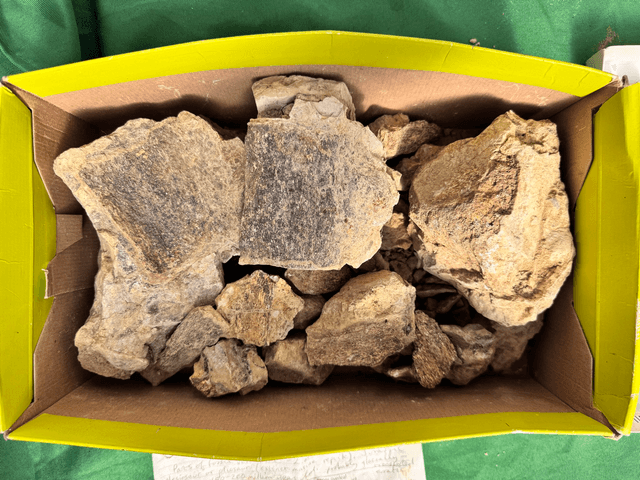 Pleiosaur vertebrae