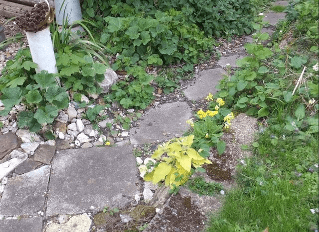 Golden Comfrey Seeds