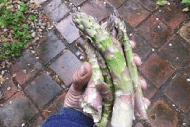 Asparagus, Fatties